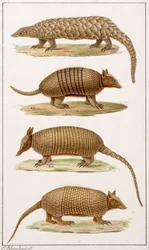 Un grand fourmilier et trois types de tatous
