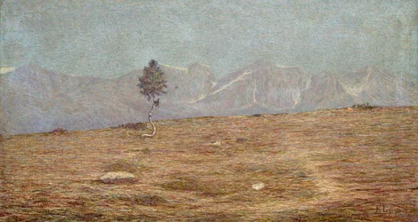 La plante
