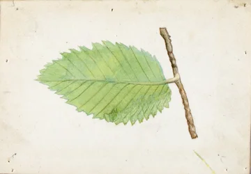 Jagged Leaf Edge Caterpillar, étude pour le livre Concealing Coloration in the Animal Kingdom (La dissimulation de la coloration dans le règne animal)