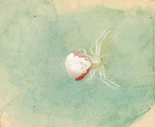Araignée Porcelaine-Blanche
