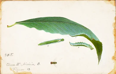 Chenille de bord de feuille de plage non tachetée, étude pour le livre La dissimulation de la coloration dans le règne animal