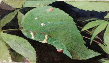 Chenille en bordure de feuille de bouleau blanc, étude pour le livre "Concealing Coloration in the Animal Kingdom".