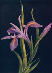 Iris terrestre