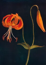 Lys léopard, vers 1915