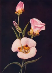 Tulipe Mariposa, vers 1915
