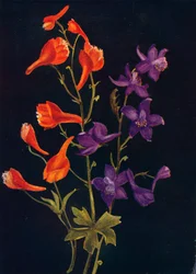 Delphinium Écarlate et Bleu, c1915