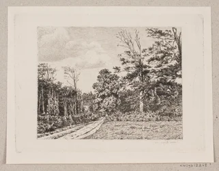 Paysage forestier