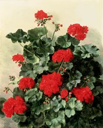 Geraniums rouges. Peinture de Emmy Marie Caroline Thornam (1852-1935) Huile sur toile. Collection privee.