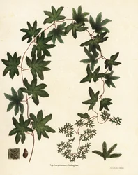Fougère grimpante américaine ou fougère de Hartford, Lygodium palmatum