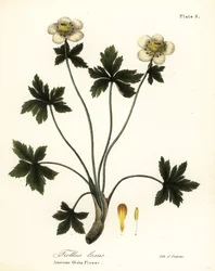 Trollius laxus