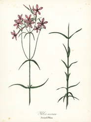 Phlox aristata