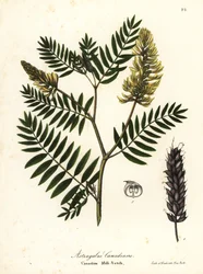Astragale du Canada, Astragalus canadensis