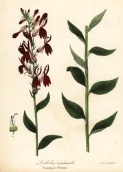 Lobelia cardinalis