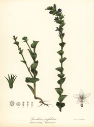 Miroir de Vénus ou campanule à feuilles embrassantes, Triodanis perfoliata (Specularia perfoliata)