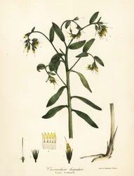 Faux gromwell, Onosmodium hispidum