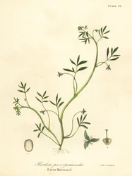 Fausse sirène, Floerkea proserpinacoides