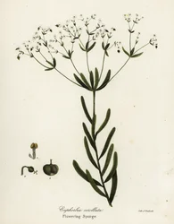 Euphorbe fleurie, Euphorbia corollata