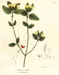Chèvrefeuille des mouches, Lonicera ciliata