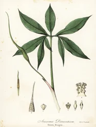 Dragon vert ou racine de dragon, Arisaema dracontium