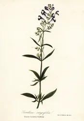 Scutellaria integrifolia
