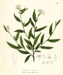 Thé de Jersey, Ceanothus herbaceus