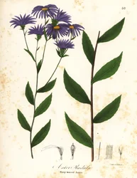 Aster rugueux ou aster des bois rugueux, Eurybia radula (Aster à feuilles râpeuses, Aster radula)