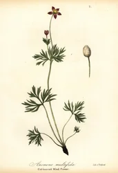 Anémone du Pacifique ou anémone à feuilles découpées, Anemone multifida