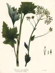 Plantain indien pâle, Arnoglossum atriplicifolium