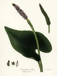 Pontederia cordata