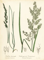 Sphenopholis obtusata et Calamagrostis canadensis