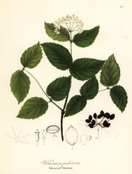 Viorne pubescente, Viburnum pubescens