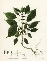 Herbe riche, Adenia pumila
