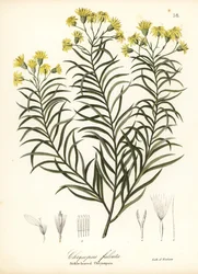 Pityopsis falcata