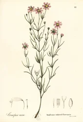 Petite coréopsis rose, Coreopsis rosea