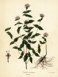 Menthe de pierre, Cunila origanoides