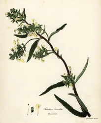 Pédiculaire des marais, Pedicularis lanceolata