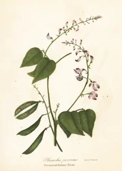 Haricot sauvage, Phaseolus polystachios