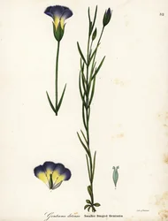 Gentiane frangée du moulin, Gentianopsis detonsa