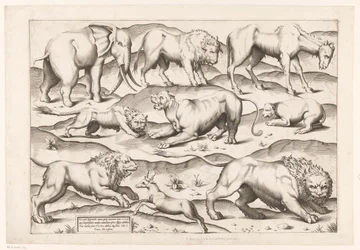 Neuf animaux sauvages