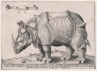 Rhinocéros