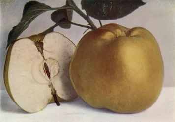 Apple, Lord Derby (photo couleur)