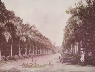Avenue des Palmiers, Jardins botaniques, Calcutta
