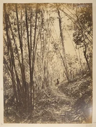 Forêt de bambous sur la Teesta. Vues de Darjeeling. Années 1870