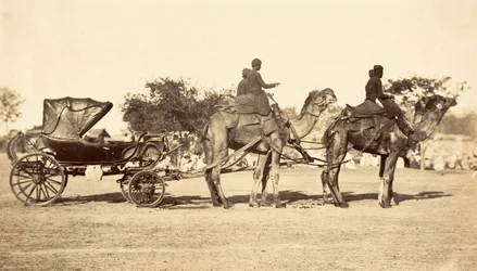 Carrosse de chameau, vers 1860 (photogravure)
