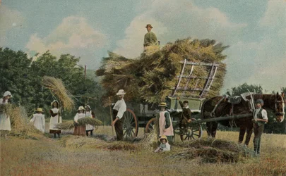 Travailleurs agricoles récoltant dans les champs
