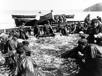 Prise de harengs, vers 1890