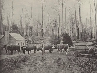 Transport de bois à Lebrina, Tasmanie