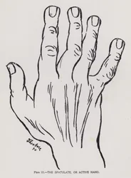 La main spatulée, ou main active