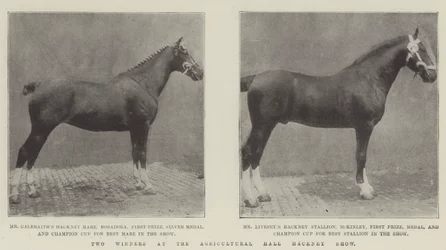 Deux gagnants au Hackney Show de l
