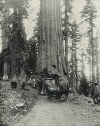"Wawona" Grand arbre, Mariposa Grove, Californie